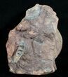 Grammoceras Ammonite - France #4335-3